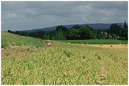 Garlic field in Southern France