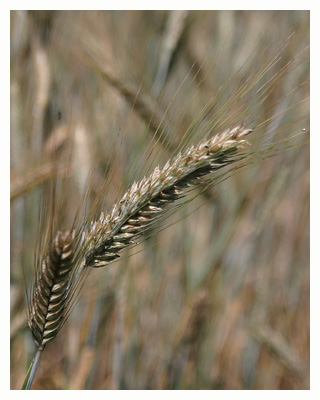 Barley - Hordeum vulgare. / Montagnes Noires, Tarn, France