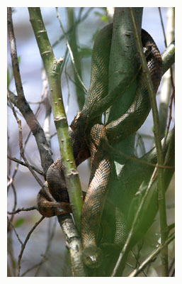 Viperine snakes - two of them hanging in a small bush in the Lac de Salagou. / Herault, France.
