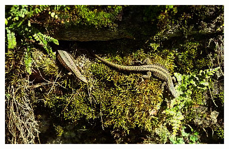 Male and female. / Montagnes Noires, Tarn, France.