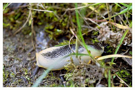 This rare albino slug was one of several found in a small area of north Zealand, Denmark.