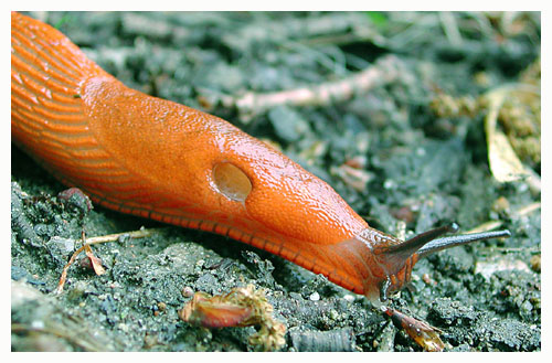 Look at the dramatic colorings on the head of this slug! / Zealand, Denmark