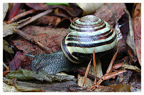 Characteristic of this species ar the up to 5 stripes on the shell - and notably the brown border on the lip.