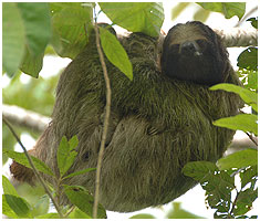 Not easy to see - but this 3-toed sloth is carrying a baby. Notice the tiny claws in the mother's armpit.