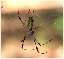 This species grow to 8 cm+ - and the webs easily exeeds 1½ meter in diameter.
