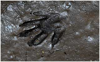 A footprint in the mud - maybe a coati?
