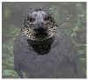 Spotted seal - Phoca vitulina. / Odense Zoo, Denmark