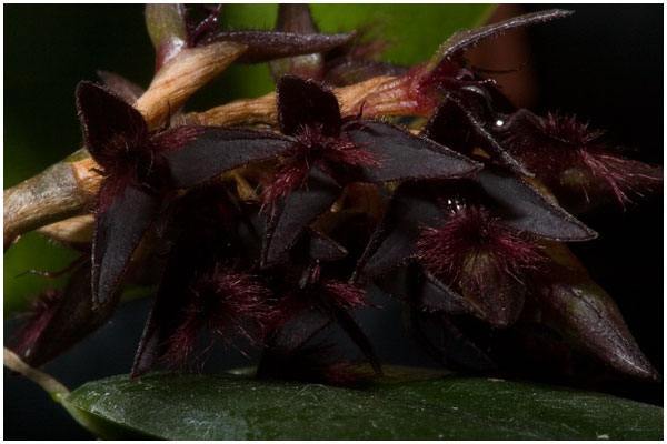 Bulbophyllum barbigerum - en art fra det centrale Afrika, med meget små blomster med en håret læbe, der vifter i selv den letteste brise. Hver blomst er blot 10 mm i diameter.