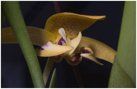 Bulbophyllum dearei. / 2006