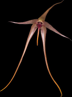 Bulbophyllum echinolabium - en af de mest imponerende blomster overhovedet! - Den er nu føjet til min samling!