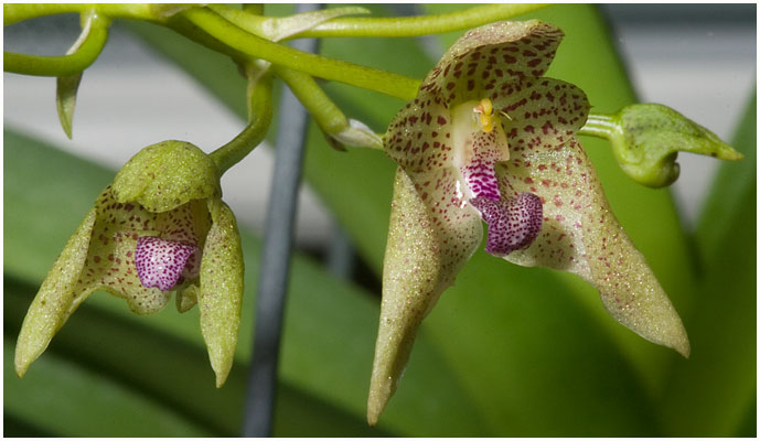 Bulbophyllum guttulatum - virkelig smukke små blomster i en fin klase for enden af et skaft på 20-25 cm.