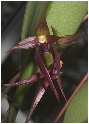 Bulbophyllum nymphopolitanum - utroligt smuk med sin vinrøde farve.