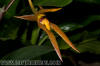Bulbophyllum talagense