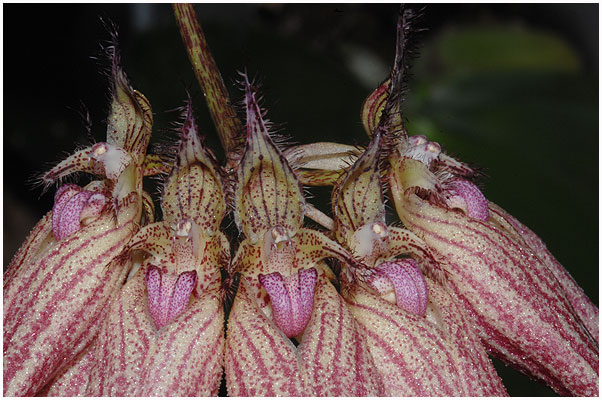 Bulbophyllum Elizabeth Ann 'Buckleberry' - denne gang blomstrer den med 3 skafter med 5-7 blomster på hver. Et skønt syn - men desværre holder blomsterne ikke ret længe.