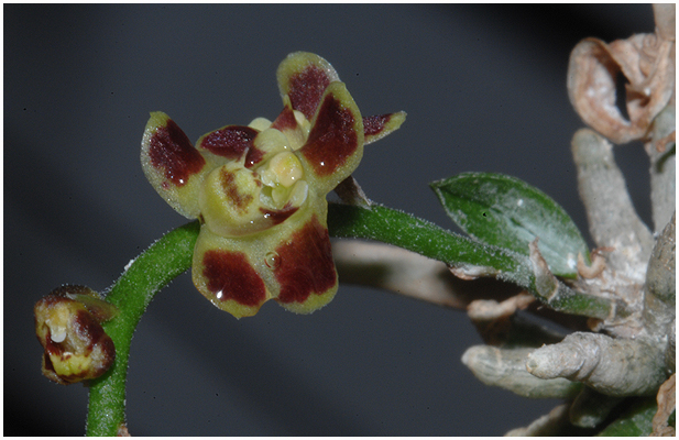 Chilochista lunifera - kun én plante af en hel flaske med frøplanter har klaret den og blomstrer nu. / Marts 2011