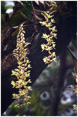Coelogyne pholidotoides /Mt. Kinabalu, Sabah, Borneo 2006