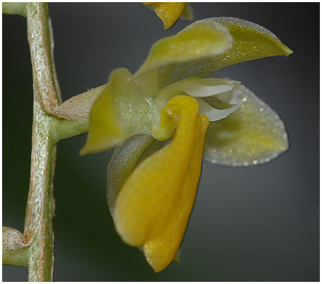 Dendrochillum filliforme - dejligt duftende, smuk art. Her er en af de små blomster kraftigt forstørret.