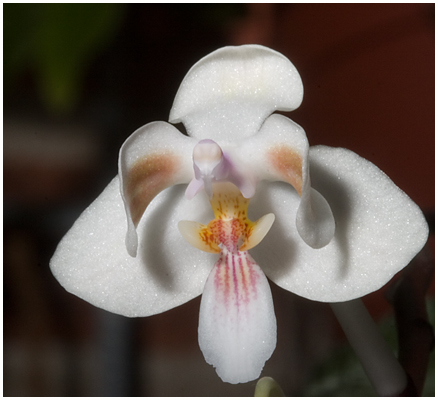 Phalaenopsis celebensis - første blomst nov. 2007.