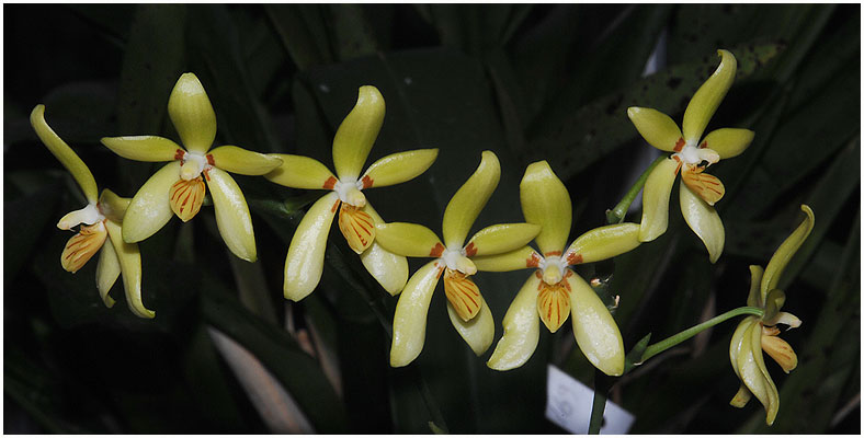 Phalaenopsis cochlearis - genblomstring på forrige års skafter.