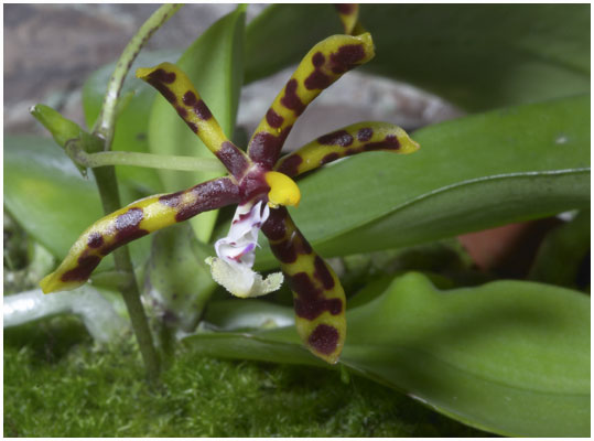Phalaenopsis manii - en lille, men pragtfuld botanisk art.