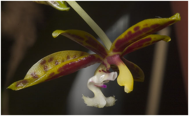 Phalaenopsis mannii - en art, der er mere variabel, end som så.
