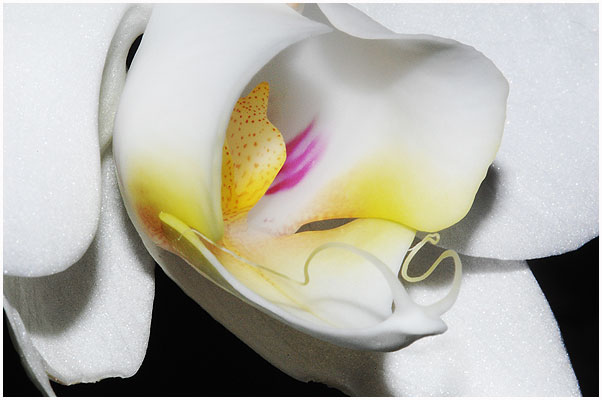 Phalaenopsis aphrodite 'White x Weisse' - første blomst hos mig.