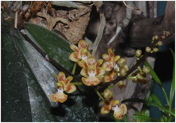 Phalaenopsis chibae - tidligere Kingidium chibae.