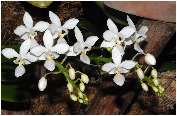 Phalaenopsis equestris f. alba. Den er købt under betegnelsen f. albescens - men det er altså ikke korrekt, da den har en klart gul callus på de hvide blomster. Kun f. alba har en hvid callus med sart-gule prikker, som denne.