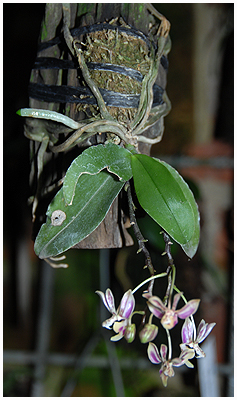 Nu hedder den Phal. finleyi - Phal. minus duede ikke - alt for maskulint til en Phalaenopsis!