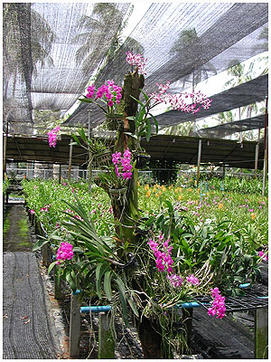 Interiør med flotte Dendrobium fra Phuket Orchid Farm, Thailand, marts 2006