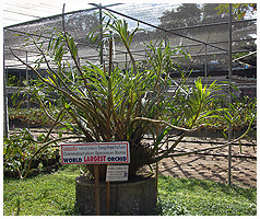 Verdens største orkidé - Gramatophyllum speciosum. Det største registrerede eksemplar skulle veje over 3 tons! Det kan man egentlig godt forestille sig, når man ser denne 'lille' plante, der er omkring 3 meter høj!
