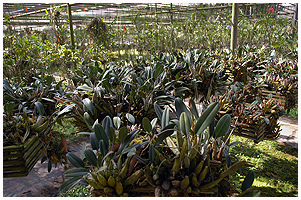 Bulbophyllum og alle mulige andre slægter hang overalt - velvoksne planter, der ville være en pryd for enhver samling.