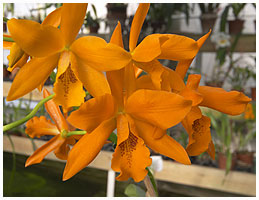 Cattleya aurantiaca / Orchidégartneriet, 2005
