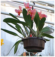 Orchidegartneriet 2005.