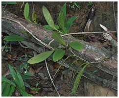 Epifytisk voksende bulbophyllum fra Koh Kood, Thailand.