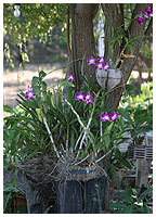 I Thailand dyrkes orkidéerne ganske enkelt i blokke af flækkede kokosskaller - den del, der altid er taget af, før kokosnødderne eksporteres til os! Den porøse, trævlede yderskal er perfekt til formålet.