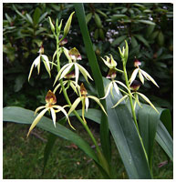 Epidendrum Green Hornet = Encylia cochleata x Epi. lancifolium