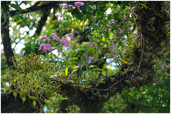 Et mylder af orkidéer på grenene af de fleste store og små træer i Monteverde, Costa Rica.