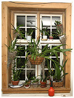 Det hjælper at hænge en del planter op på forskellig vis - her er der 16 planter i et vestvendt vindue.